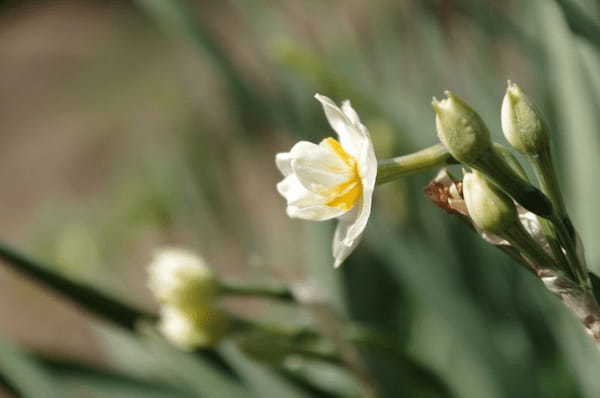 【群馬フラワーハイランド】冬からGWまでたくさんの花が楽しめる植物園1.jpg