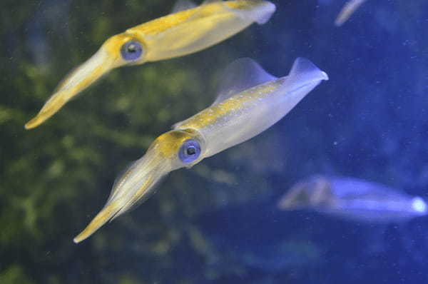 新潟県で遊びに行きたいおすすめ水族館5選！愛らしいイルカやペンギンに癒やされまくろう