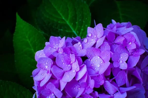 梅雨の風物詩「紫陽花」写真の撮り方とは？撮り方のコツを紹介します