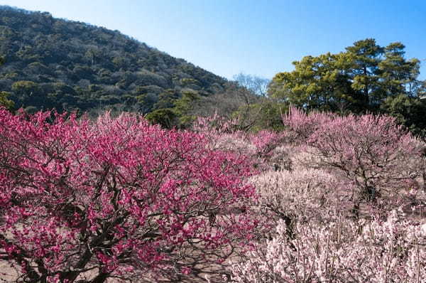 【香川】ミシュラン最高評価！世界が認めた庭園「栗林公園」を散策しよう！1.jpg