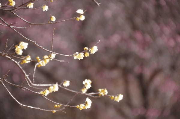 【群馬フラワーハイランド】冬からGWまでたくさんの花が楽しめる植物園1.jpg