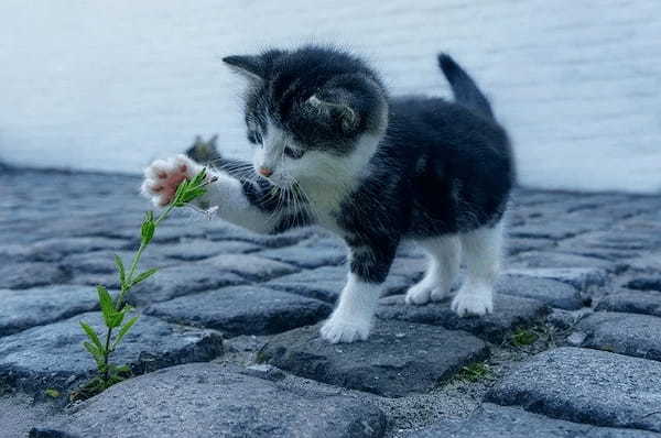 猫系女子の特徴って？猫系彼女と相性のいい相手や脈ありサインの見極め方を徹底解説！