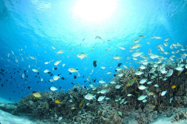 「幻の島」に上陸！シュノーケリングも楽しめる！【オーシャンズ石垣島】