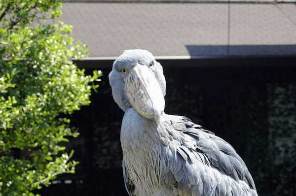 【2021年版】全国の人気動物園TOP19！みんなが行った動物園ランキング1.jpg