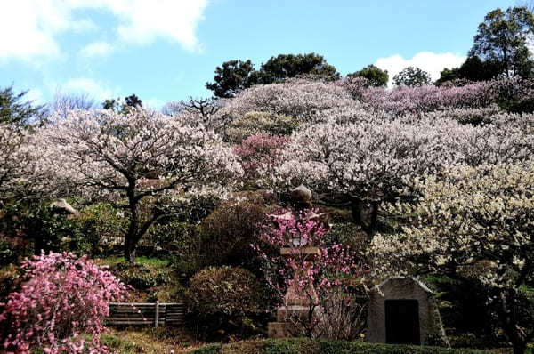 【兵庫県】綺麗な梅が見られるオススメスポット14選！