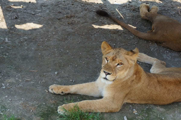 動物園にサファリパークも！栃木・動物と触れ合えるおすすめスポット10選