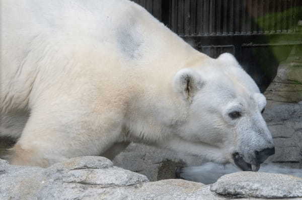 【2021年版】全国の人気動物園TOP19！みんなが行った動物園ランキング1.jpg