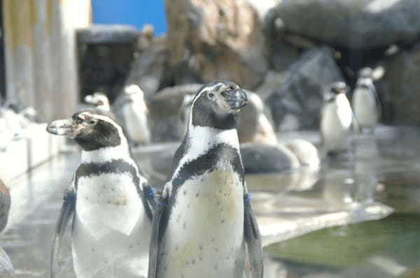 甲信越の人気水族館TOP7！みんなが行っている水族館ランキング1.jpg