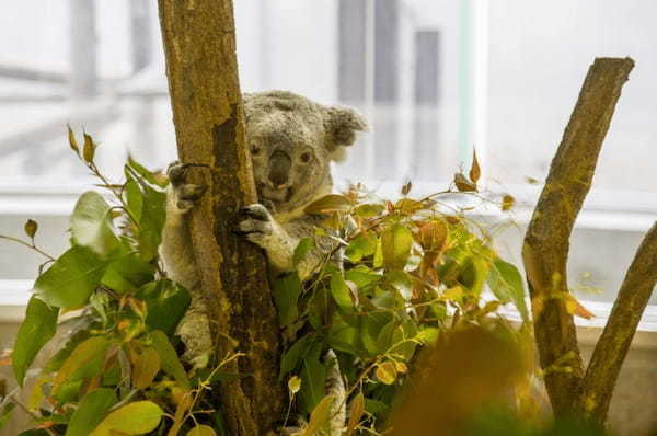 関東の人気動物園TOP16！みんなが行っている動物園ランキング1.jpg