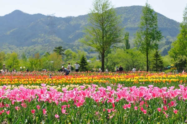 全国のおすすめ花畑85選！一面に絶景が広がる花の名所ガイド