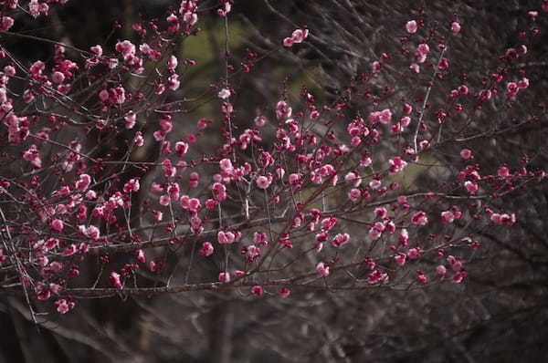 【群馬フラワーハイランド】冬からGWまでたくさんの花が楽しめる植物園1.jpg