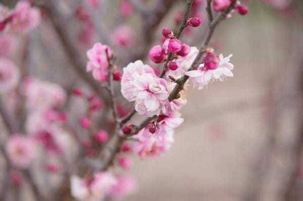 【群馬フラワーハイランド】冬からGWまでたくさんの花が楽しめる植物園1.jpg