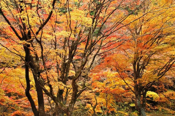 名所から穴場まで！関東のおすすめ渓谷・峡谷13選