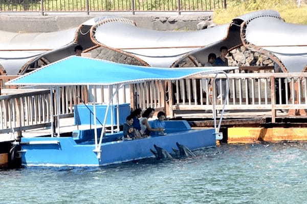 イルカが頭上をジャンプ！海の生きものとの距離が近い「下田海中水族館」の楽しみ方〔PR〕