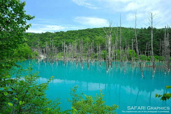 北海道・美瑛町の人気観光スポットTOP15！旅行好きが行っている観光地ランキング