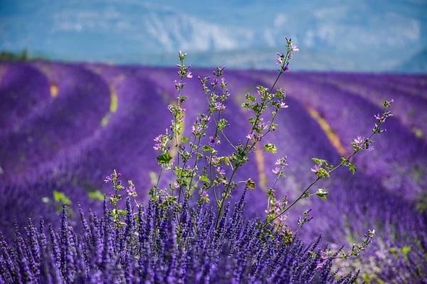 希望を意味する花言葉の花15選 プレゼントにもおすすめ！