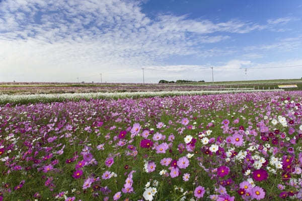 全国のおすすめ花畑85選！一面に絶景が広がる花の名所ガイド