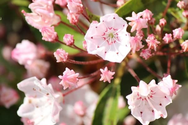 希望を意味する花言葉の花15選 プレゼントにもおすすめ！