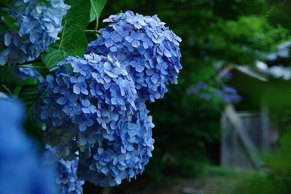 「花風水」を取り入れて運気を上げる環境を作ろう。おすすめの種類や注意点など