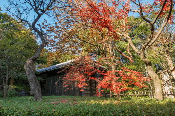 東京の紅葉名所19選！都会の真ん中で燃えるような紅葉を楽しもう！