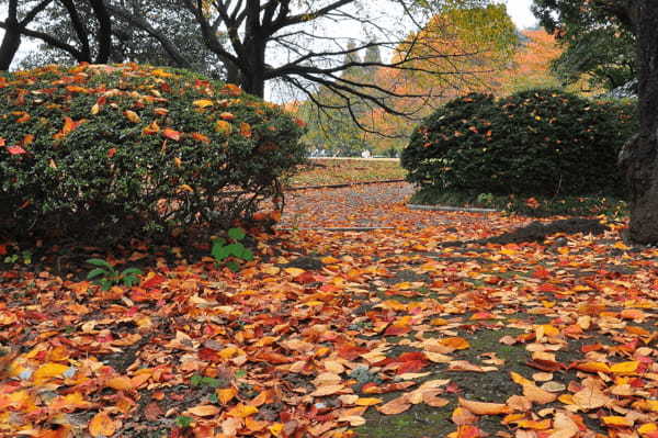 東京の紅葉名所19選！都会の真ん中で燃えるような紅葉を楽しもう！