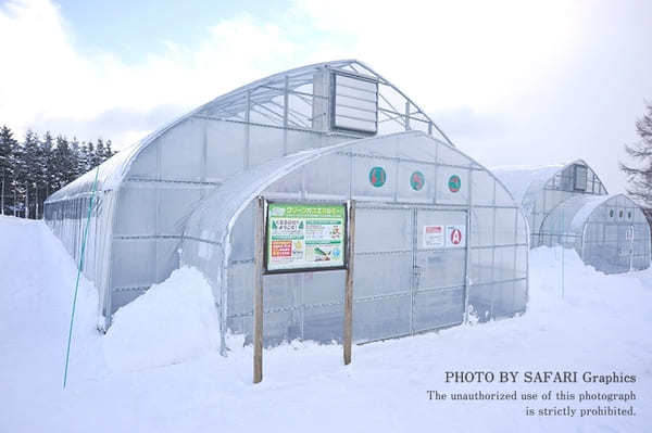 【北海道】雪を楽しむ！家族で遊ぶ！札幌から日帰りで楽しむ冬のアクティビティ5選