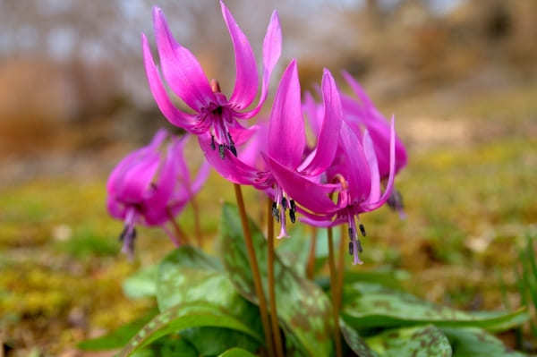 花と緑とアートが溢れた空間！【北海道・六花の森】へ出かけよう！