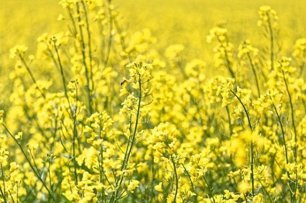 【4月といえば？】みんなが思いつく食べ物・行事・料理などをまとめてみました