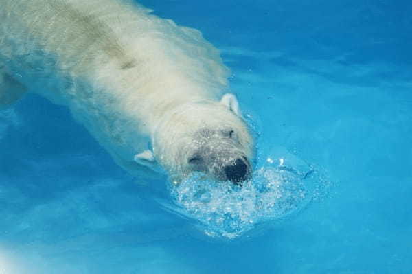 九州の人気動物園TOP10！みんなが行っている動物園ランキング1.jpg