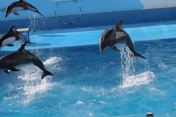 新潟県で遊びに行きたいおすすめ水族館5選！愛らしいイルカやペンギンに癒やされまくろう