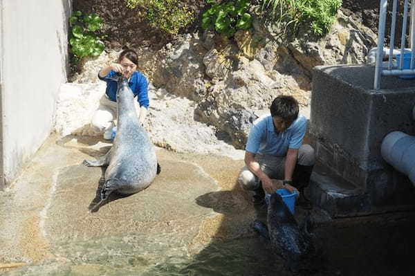 イルカが頭上をジャンプ！海の生きものとの距離が近い「下田海中水族館」の楽しみ方〔PR〕