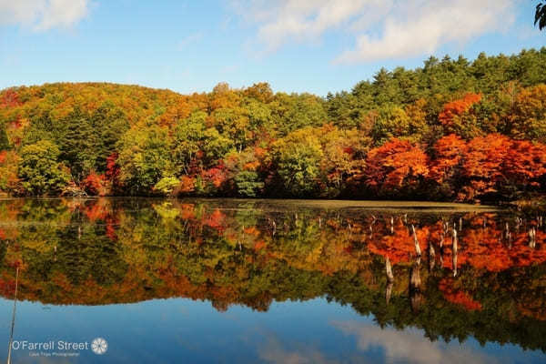 圧巻の紅葉も！リフレクションが美しい観音沼森林公園【福島】