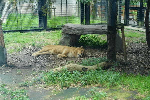 ここはサバンナ!?可愛いコアラにも会える、鹿児島の平川動物公園♪1.jpg