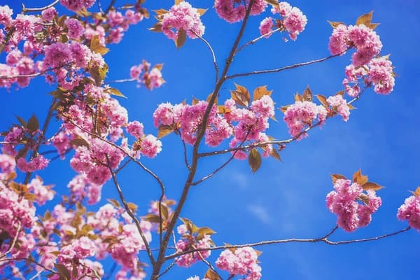 誰でもカンタンにできる！桜の写真を美しく撮る5つのコツイル-1.jpg