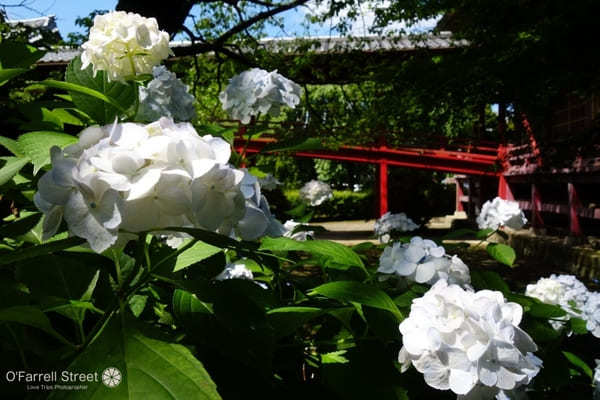 日本庭園と紫陽花が魅力！保和苑の見どころ【茨城】