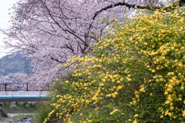 【京都】いちご狩りやお花見も！精華町・井手町で春を感じよう