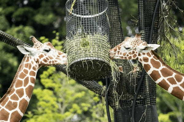 【2021年版】全国の人気動物園TOP19！みんなが行った動物園ランキング1.jpg