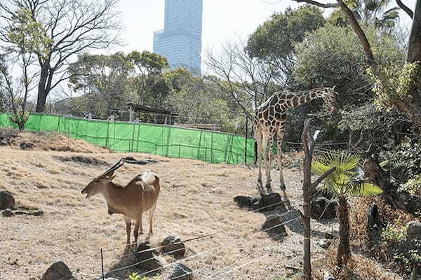 【ここでしか会えない動物たちも！】天王寺動物園でかわいい動物たちに癒される