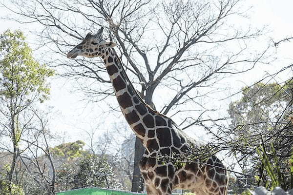 【ここでしか会えない動物たちも！】天王寺動物園でかわいい動物たちに癒される