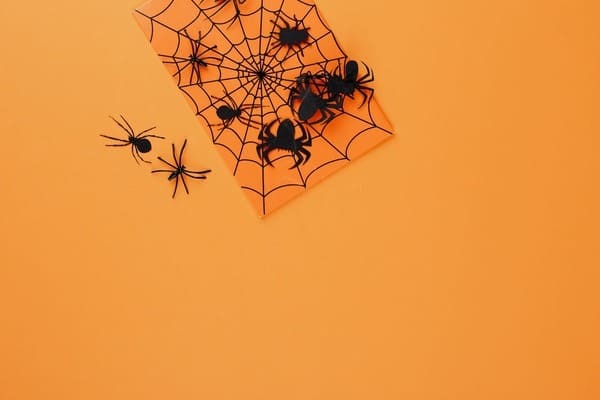 蜘蛛は幸運の使者⁈蜘蛛を見かけた時のスピリチュアルメッセージを解説！