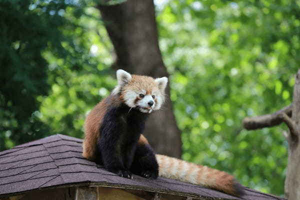 関東の人気動物園TOP16！みんなが行っている動物園ランキング1.jpg