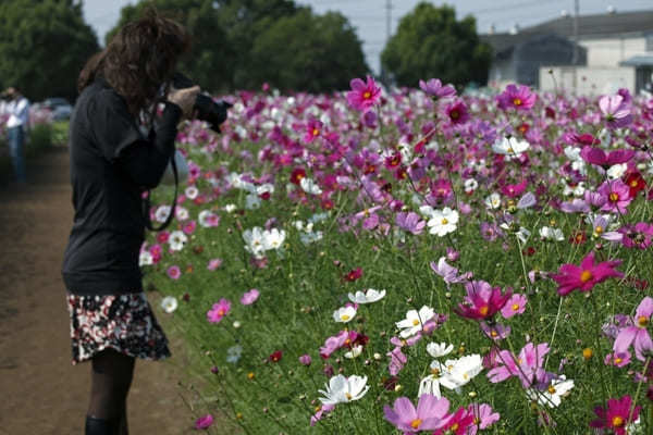 全国のおすすめ花畑85選！一面に絶景が広がる花の名所ガイド