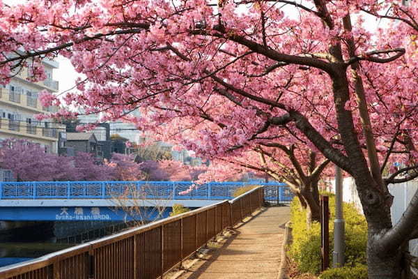 【東京・木場公園】河津桜でお花見♪2月から都心で桜を楽しもう1.jpg