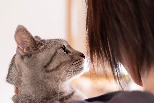 愛猫のお世話をペットシッターに依頼しよう！基本的な内容・料金・注意点を紹介