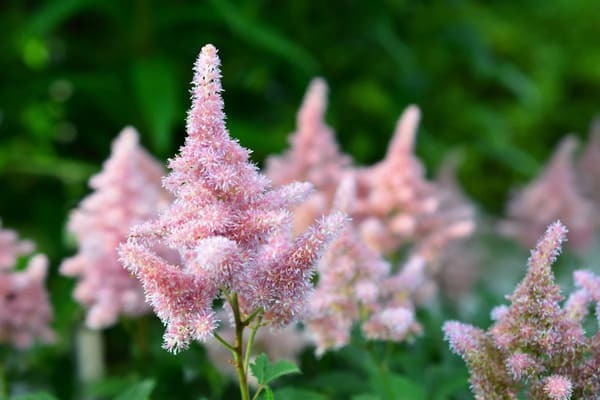 【花言葉】自由・自分らしく・希望など「前向き」になる花言葉まとめ