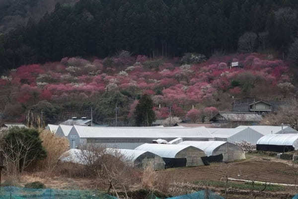 【群馬・あぶた福寿草の里】紅梅と福寿草が楽しめる！周辺オススメ散策スポットも