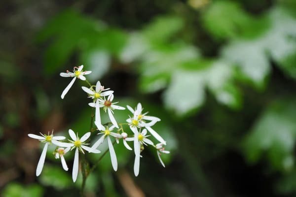 【花言葉】自由・自分らしく・希望など「前向き」になる花言葉まとめ