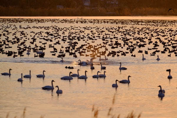 【宮城】極楽浄土の世界！ハスが湖面に咲き誇る伊豆沼・内沼はすまつり