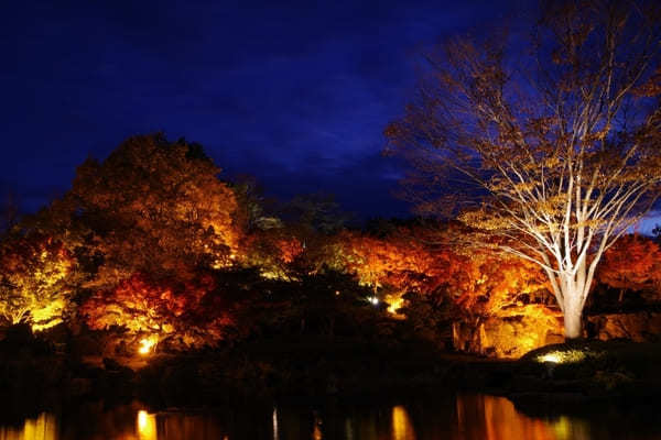 【群馬県】国指定名勝「桜山公園」を包み込む紅葉ライトアップと冬桜のコラボを見に行こう