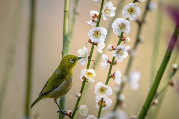 年賀状で使える英語の文例集。定番〜フレーズまで新年を飾るお祝いの挨拶って？